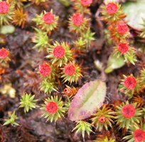 'Polytrichum' meaning many hairs - refers to the light brown covering to the young capsule, and 'piliferum' meaning hairlike! I think this refers to the hair-tipped leaves